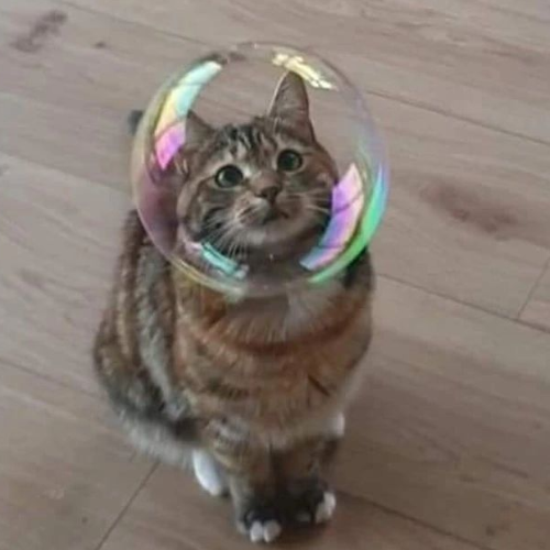 Cat Bubble 1